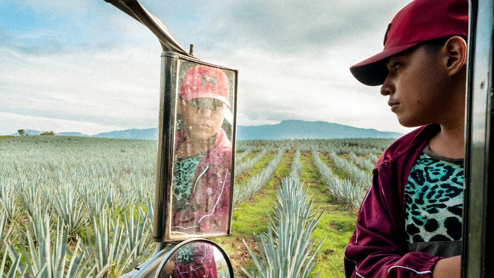 Documental Agave en peligro